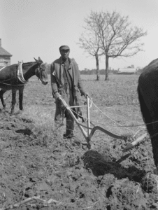 Black and white photograph of a Black sharecropper creating a row with a plow pulled by a cow.