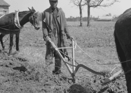 Black and white photograph of a Black sharecropper creating a row with a plow pulled by a cow.