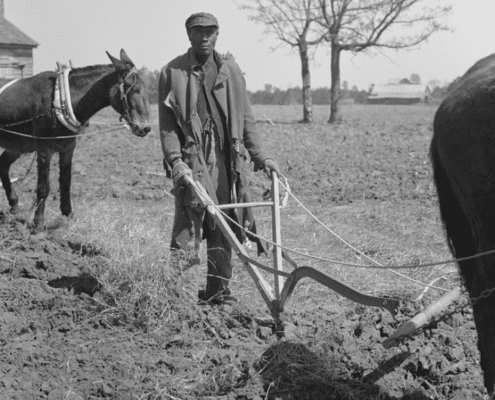 Black and white photograph of a Black sharecropper creating a row with a plow pulled by a cow.