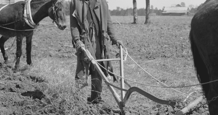 Black and white photograph of a Black sharecropper creating a row with a plow pulled by a cow.