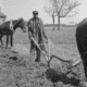 Black and white photograph of a Black sharecropper creating a row with a plow pulled by a cow.